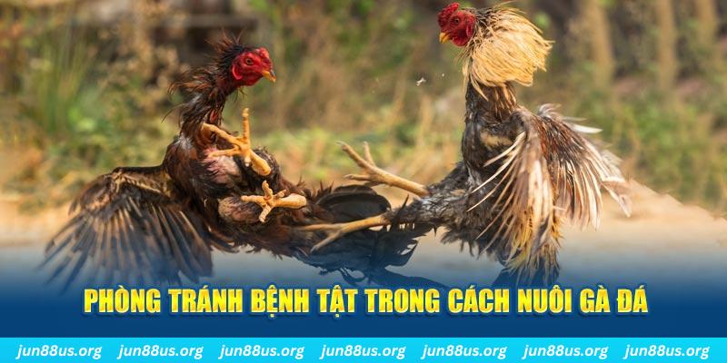 98win5 natural” trong baccarat nghĩa là gì？